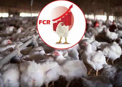 ضریب تبدیل خوراک چیست؟ + روش های بهبود ضریب تبدیل خوراک چیست؟ + روش های بهبود