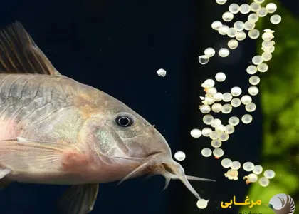 راهکارهای افزایش تخمریزی، لقاح و تکثیر موفق ماهیان گرمابی