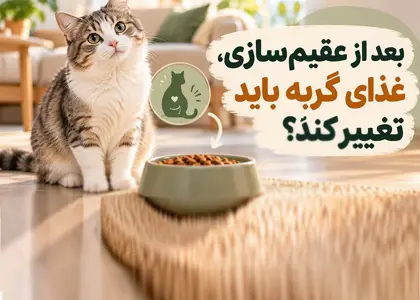بعد از عقیمسازی، غذای گربه باید تغییر کند؟