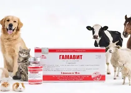 فواید گاماویت برای سگ و گربه؛ از تقویت ایمنی تا افزایش اشتها و کاهش استرس