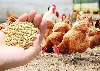 تأمین و خرید مستقیم دان آماده مرغداری از کارخانه های تولید خوراک طیور