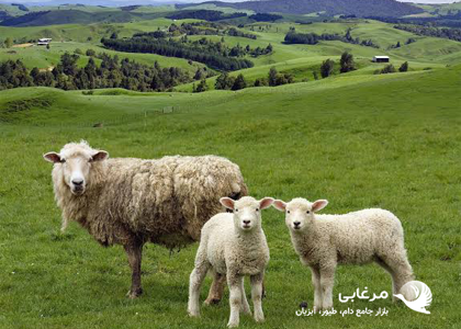 چگونه احتمال دوقلوزایی در گوسفند را افزایش دهیم؟