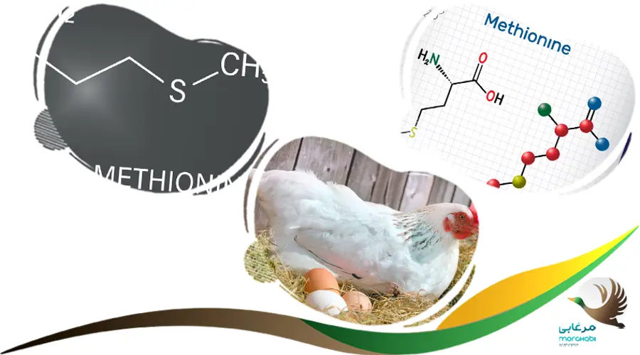 ال متیونین (L.Methionine) داروی افزایش تخم گذاری مرغ  