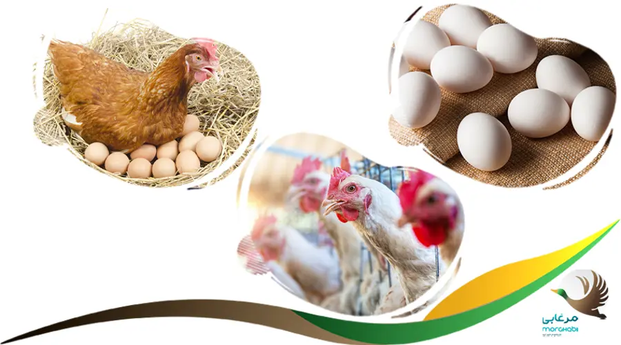 کلسپورین (Kalsporin) داروی افزایش تخم گذاری مرغ 
