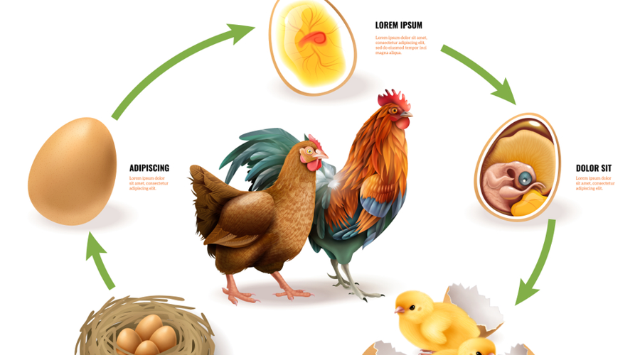مراحل تبدیل تخم مرغ به مرغ