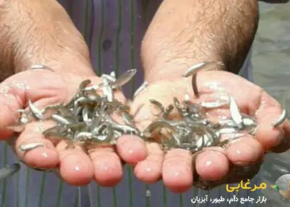 افزایش تکثیر ماهی سفید در استان گیلان (رهاسازی بچه ماهی سفید در رودخانه چِلَوند آستارا)