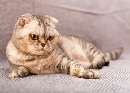 همه چیز در مورد گربه اسکاتیش فولد (Scottish Fold) + نگهداری او