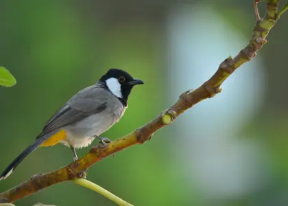 بلبل خرما (white eared bulbul) چه پرنده ای است؟