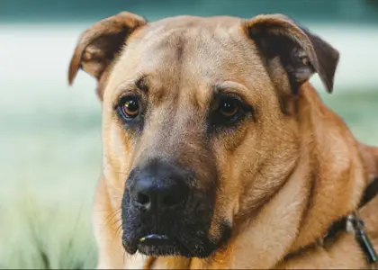 مشخصات سگ نژاد سرابی چیست؟ چگونه او را تربیت کنیم؟
