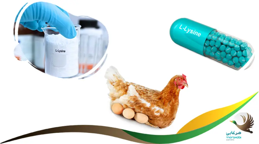 ال لیزین (L.Lysine) برای افزایش تخم گذاری مرغ 