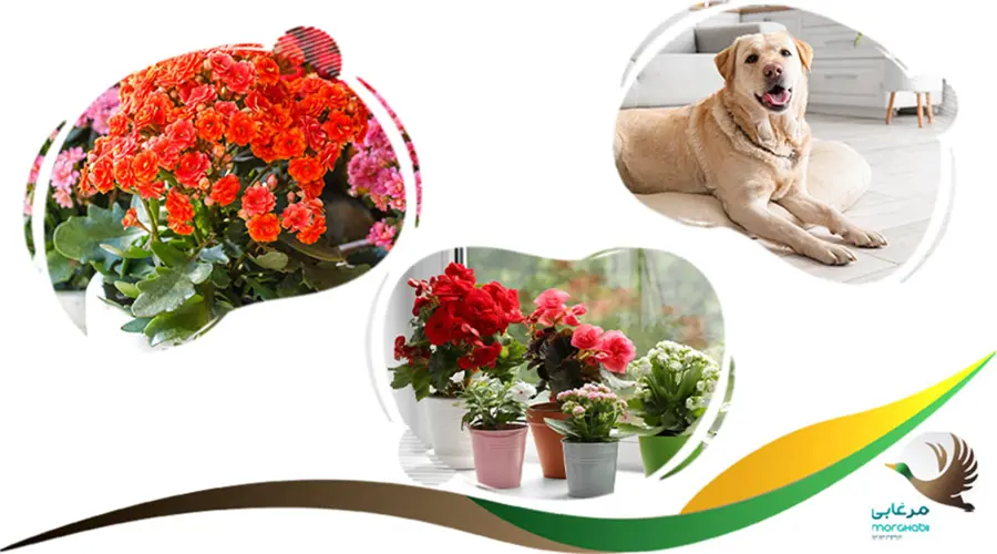 گل کالانکوئه مضر برای سگ