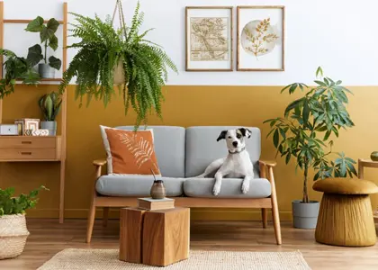 گیاهان آپارتمانی سمی و کشنده برای سگ ها را بشناسید!