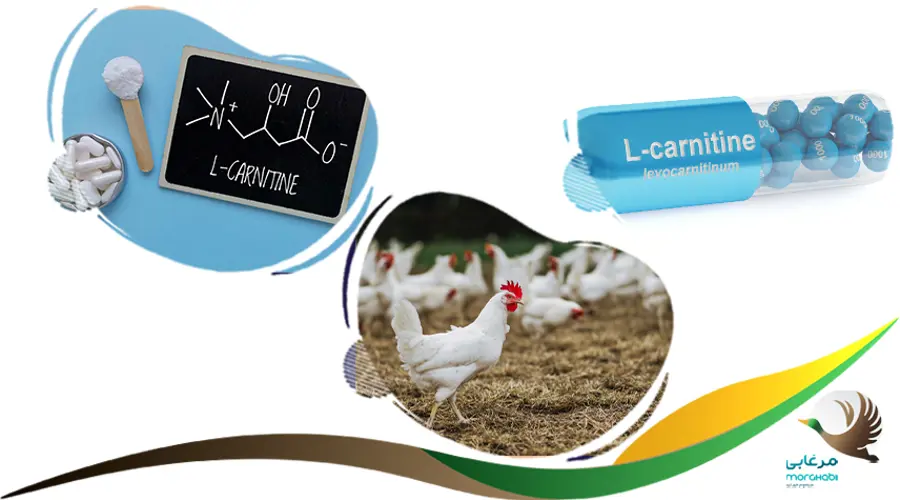 ال کارنتین (L.Carnetin) برای افزایش تخم گذاری مرغ 