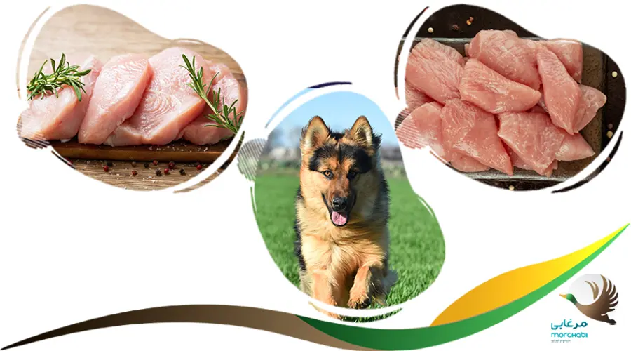 گوشت بوقلمون بهترین غذای سگ نگهبان