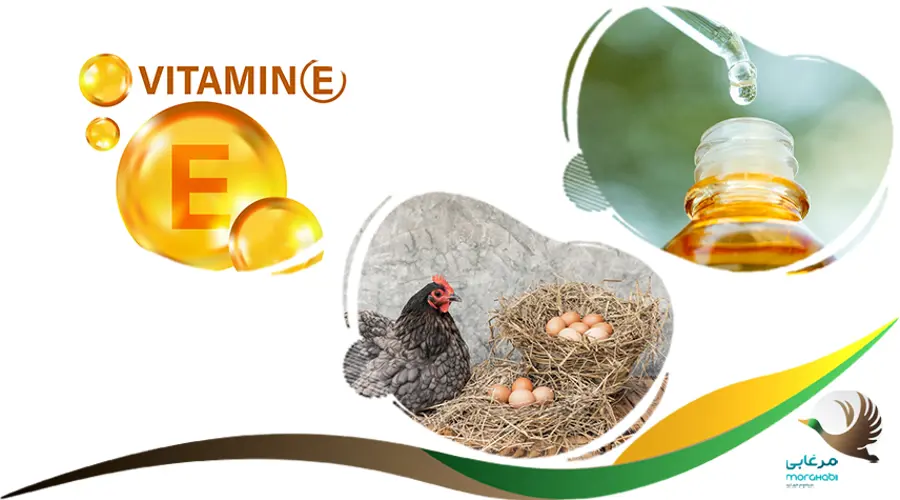 ویتامین ای (E) محلول تقویتی افزایش تخم گذاری مرغ
