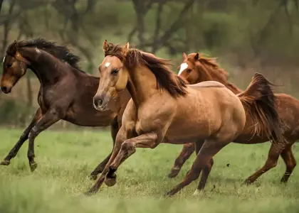  معرفی و شناخت 6 نوع نژاد اسب اصیل و بومی ایرانی+ تفاوت اسب عرب ایرانی و کرد
