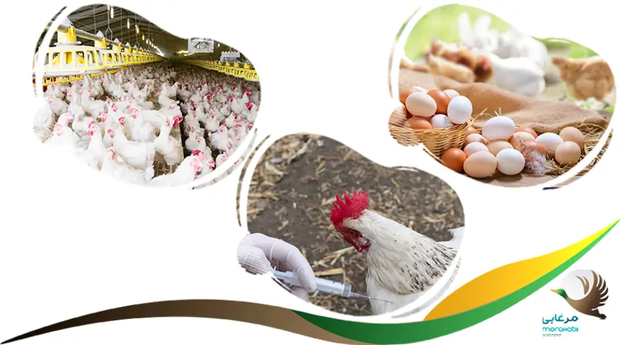 دارو (محلول) تقویتی افزایش تخم گذاری مرغ 