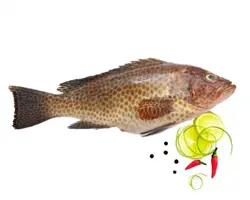 ماهی هامور برطام- برتام