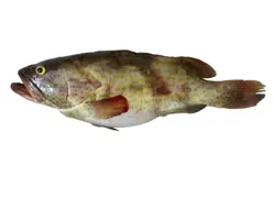 ماهی هاموراصلی/هامور سفید