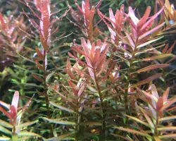 گیاه آکواریوم Rotala Rotundifolia