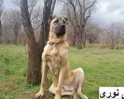 مرکز پرورش سگ ، فروش توله سگ کانگال اصیل ترکیه ای با ضمانت کتبی 