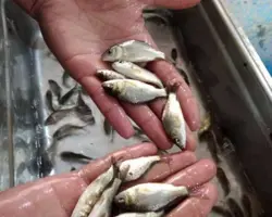 بچه ماهی کپور  1 تا 2 بند