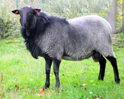اسپرم  نژاد گوسفند رومانوف