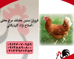 فروش مرغ تخمگذار بومی اصلاح شده گلپایگانی | قیمت نیمچه مرغ تخمگذار محلی