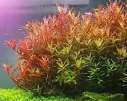 گیاه آکواریوم Rotala Fujian