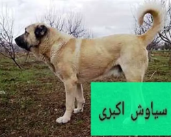 🐾 فروش سگ سرابی خطرناک 🐾