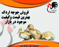 فروش و قیمت جوجه اردک 20 روزه پکنی