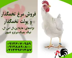  فروش مرغ تخمگذار - طیور