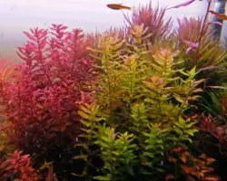 گیاه آکواریوم Rotala Colorata