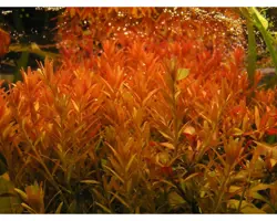 گیاه آکواریوم Rotala blood Red