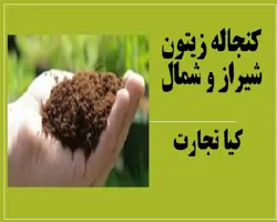 فروش ویژه کنجاله زیتون