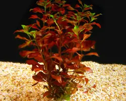 گیاه آکواریوم ludwigia repens