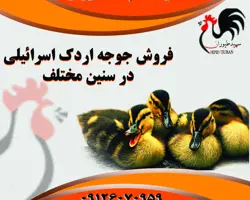 فروش و قیمت جوجه اردک نژاد اسراییلی