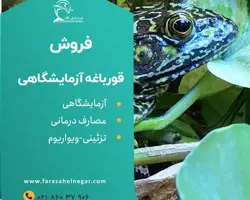 فروش قورباغه و وزغ آزمایشگاهی