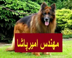 فروش سگ ژرمن شپرد