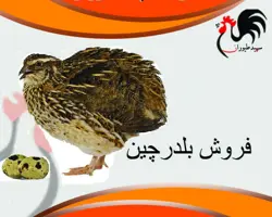 فروش جوجه بلدرچین در تمامی استانها