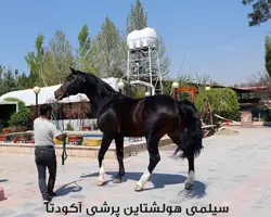 سیلمی آگودتا جهت کشش