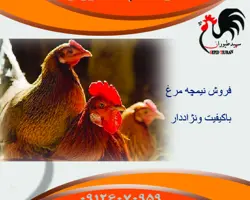 فروش نیمچه مرغ-فروش نیمچه مرغ بومی گلپایگان 4 ماهه