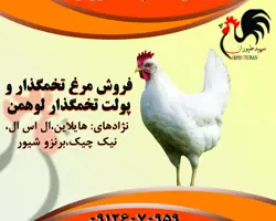 مرغ تخم گذار صنعتی نژاد ال اس ال و هایلاین 