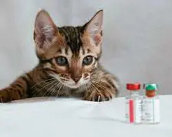 واکسیناسیون چندگانه گربه