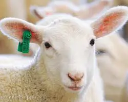 نصب شماره گوش هر راس جفت – پلاک گوسفند	