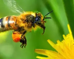 مشاوره در زمینه پرورش زنبور عسل