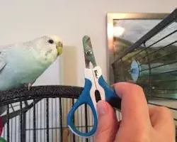 اصلاح ناخن پرندگان