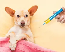 واکسیناسیون چندگانه سگ