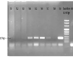 آزمون بیماری تنفسی سگ و گربه(کلامیدیا به روش PCR)