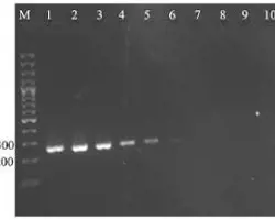آزمون بیماری اسهال در گربه(سالمونلا به روش PCR)